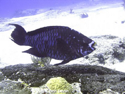 A midnight parrot fish by Cheri Denn 